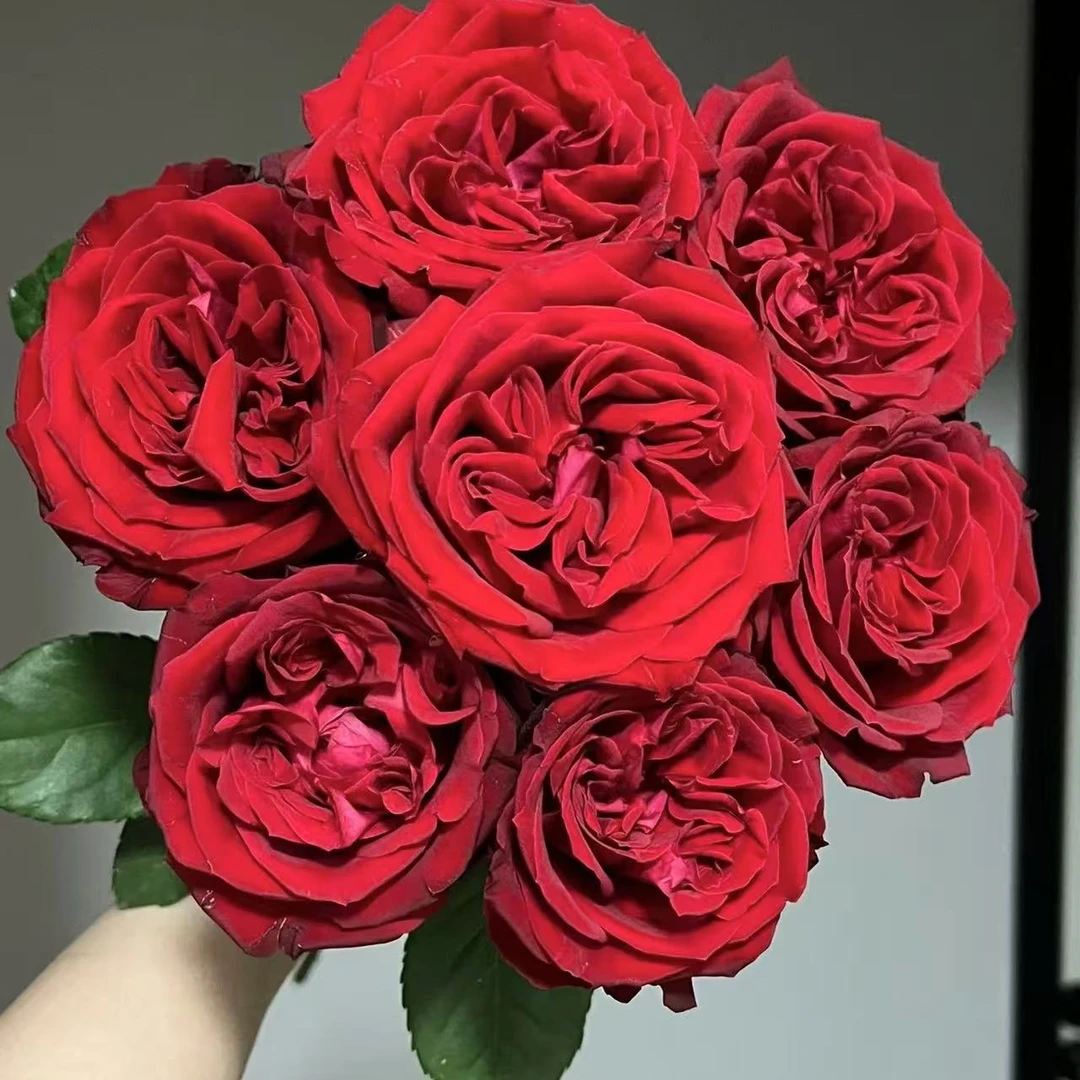 红荣耀 中苗 四季开花浓香月季