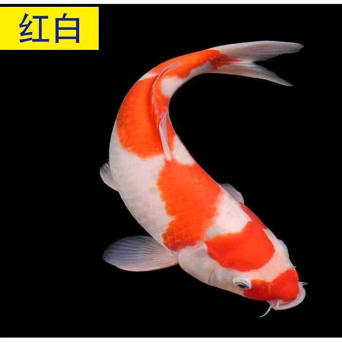 锦鲤直播改价链接直播下单