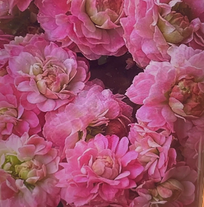 130新奶油慕斯长寿花