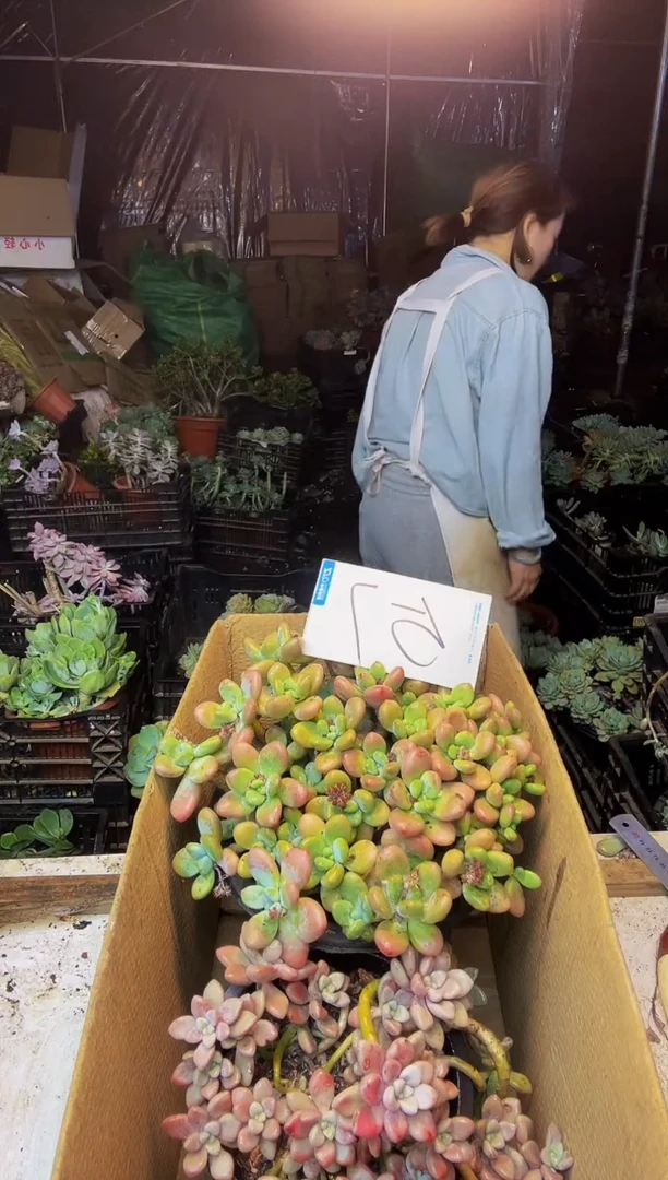 57号一物一拍默认微瑕不售后