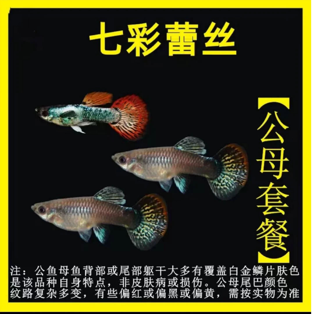 精品七彩蕾丝孔雀鱼小型热带鱼