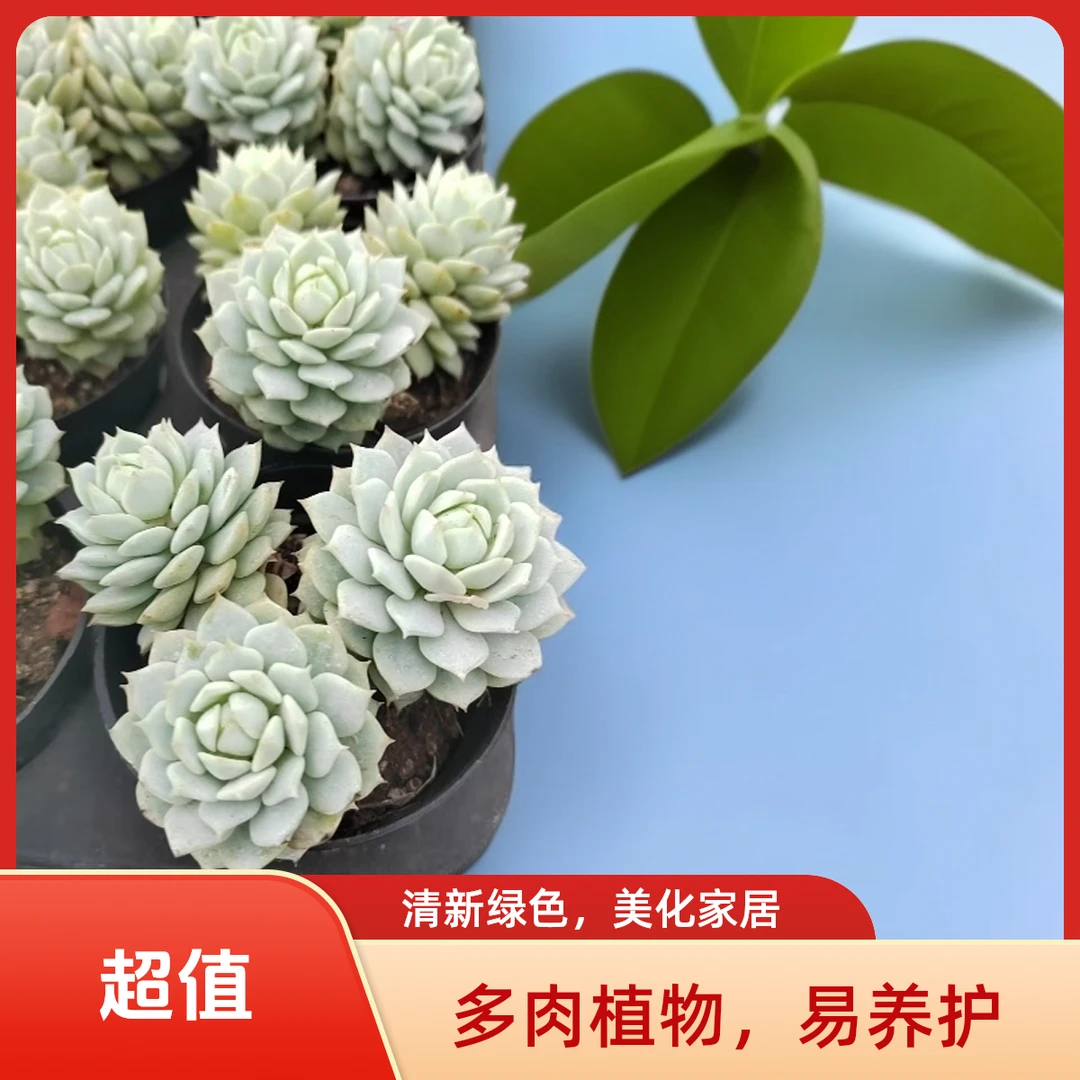静夜多肉植物盆栽品种好养适合办公室阳台
