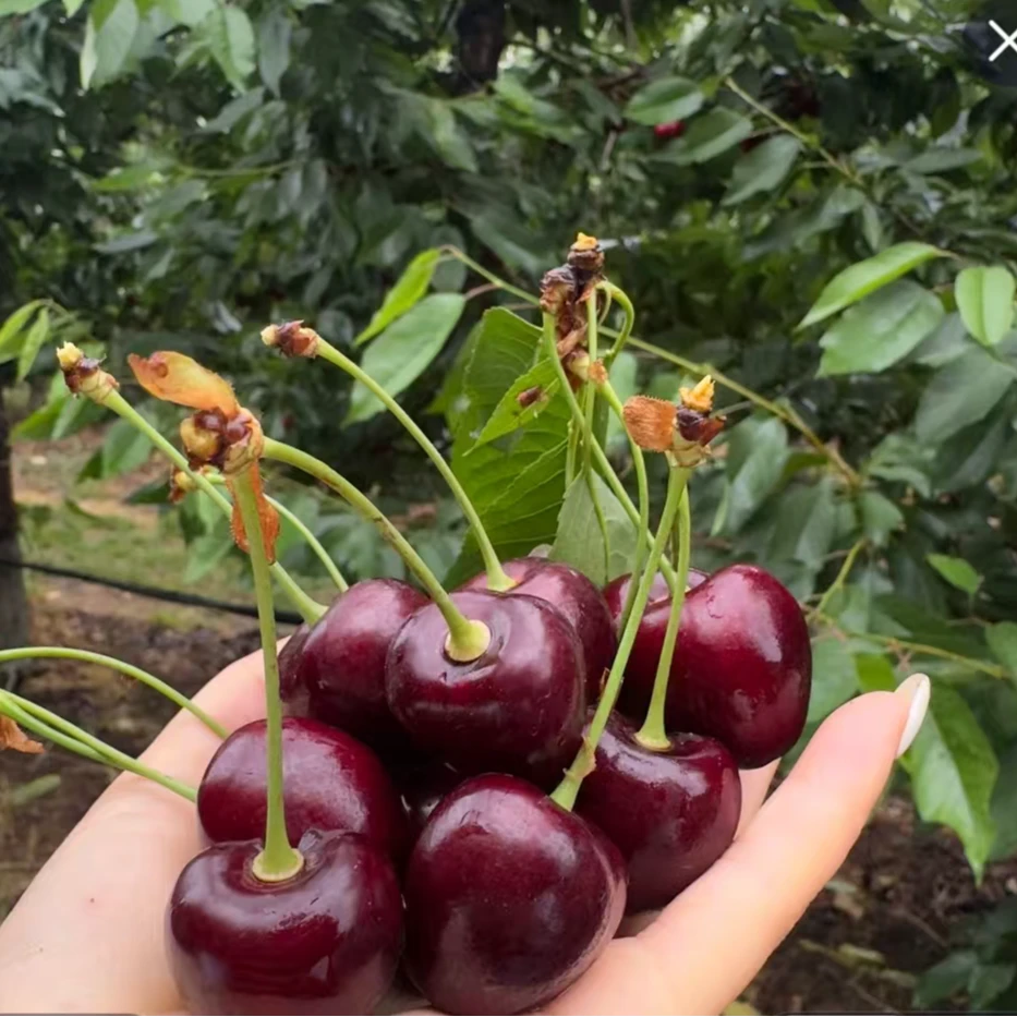 【最后一波！】【国产纯冰】！！3J车厘子水果Bing宾