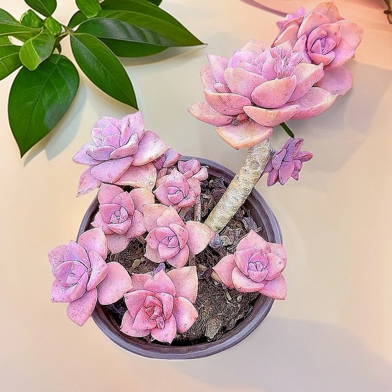 彩虹糖锦3颗 小谢多肉多肉植物庭院空气耐旱上盆种植