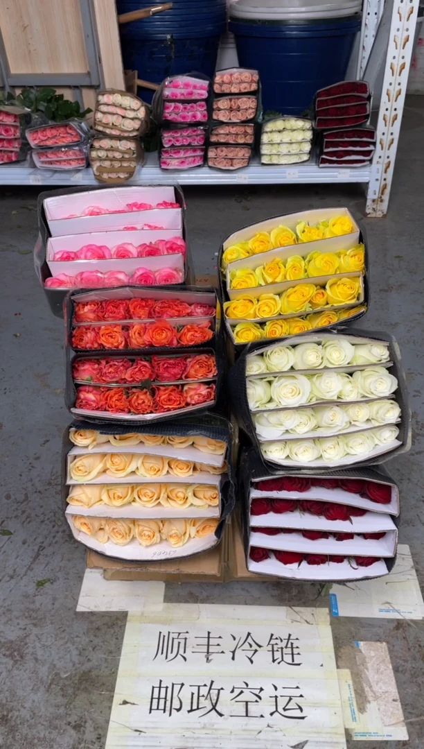 单头玫瑰60枝（任意3个品种）