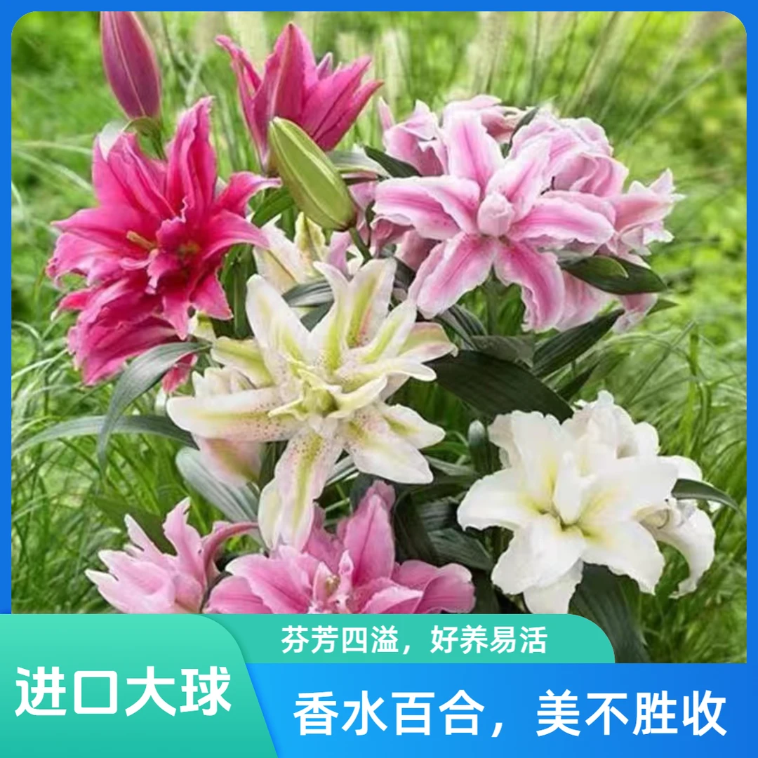 进口耐寒香水百合种球浓香型香水百合种球花卉绿植种子百合花盆栽