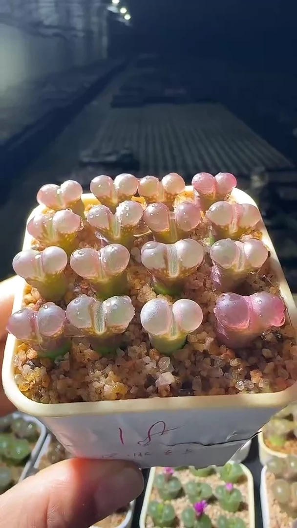 1888888888888888888888