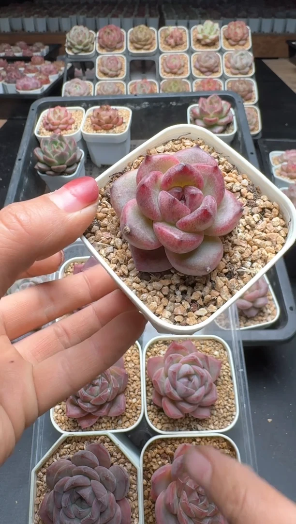 【闪购商品】358A号一物一拍多肉花卉植物拍3颗起发