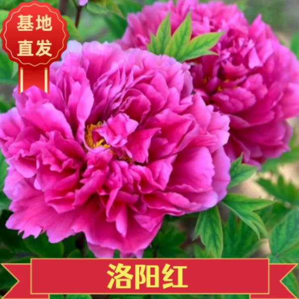 【洛阳红牡丹】紫色系     庭院种植地载盆栽   基地直发