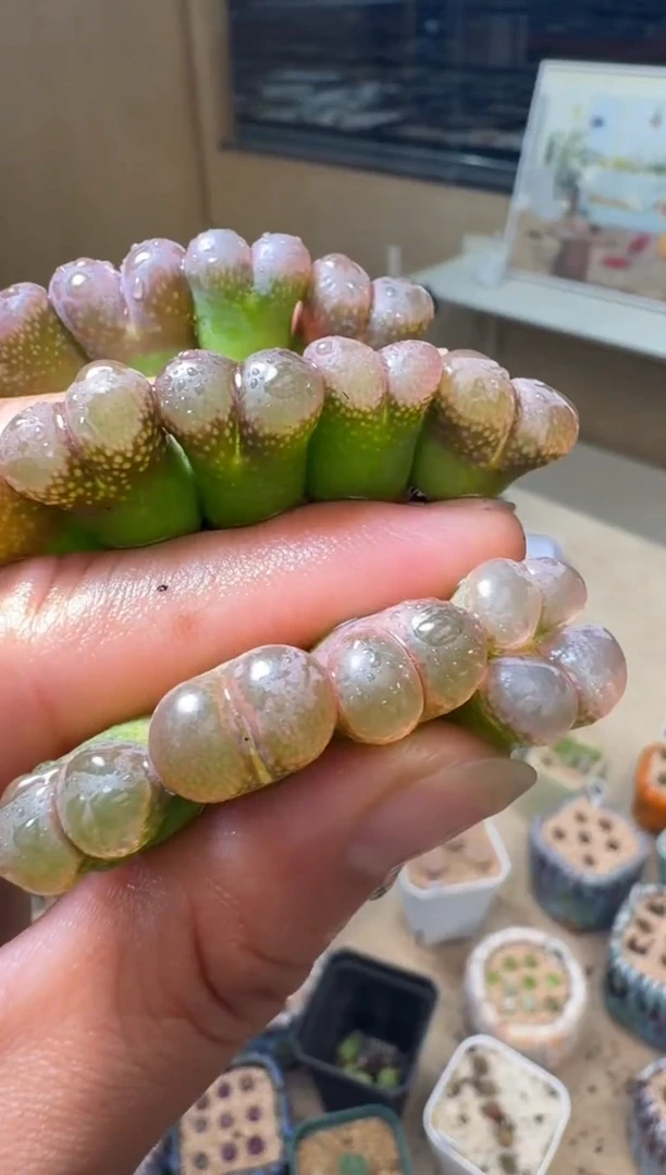 5-44多肉植物风铃一颗