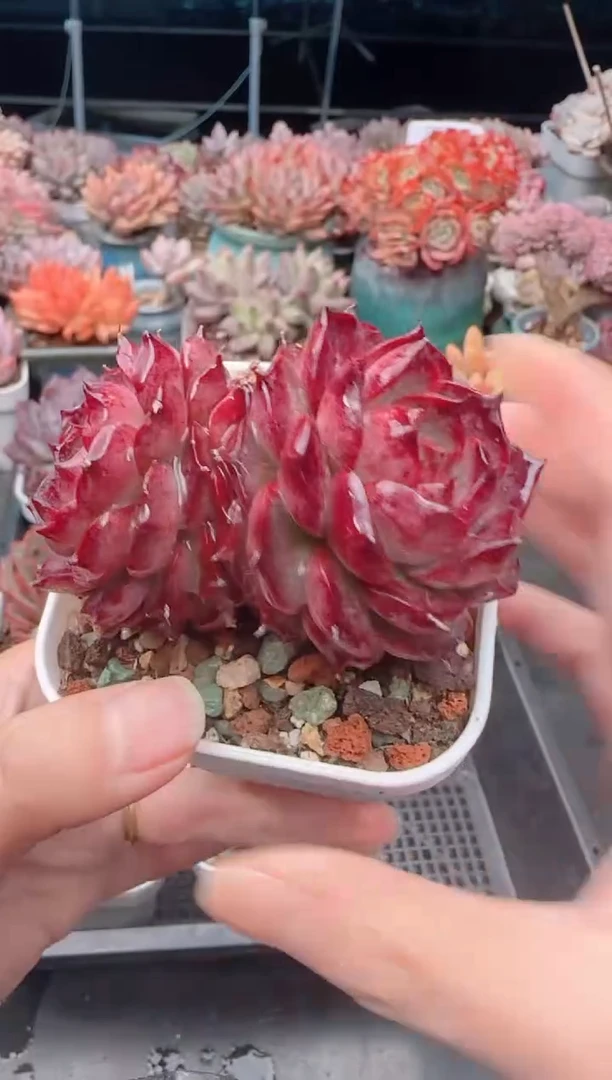 【闪购商品】5084小海螺