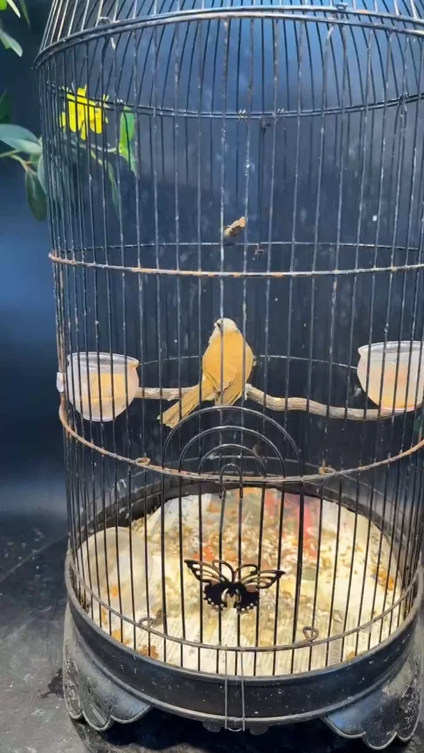 13号  灰脸养笼  0元起拍