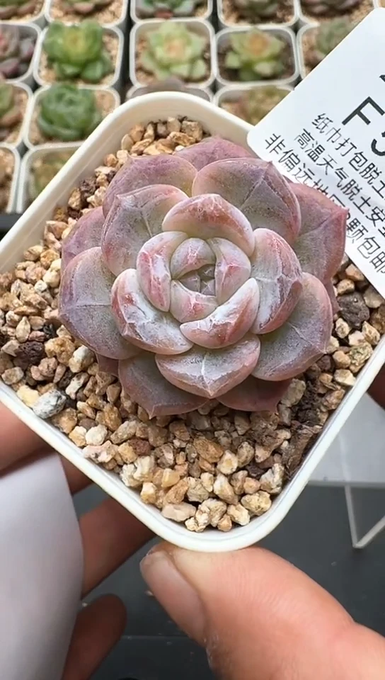 544F云禹多肉植物 默认脱土纸巾打包 3颗包邮