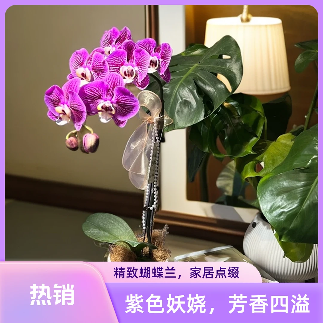 02【画眉鸟】欧品蝴蝶兰花期超长