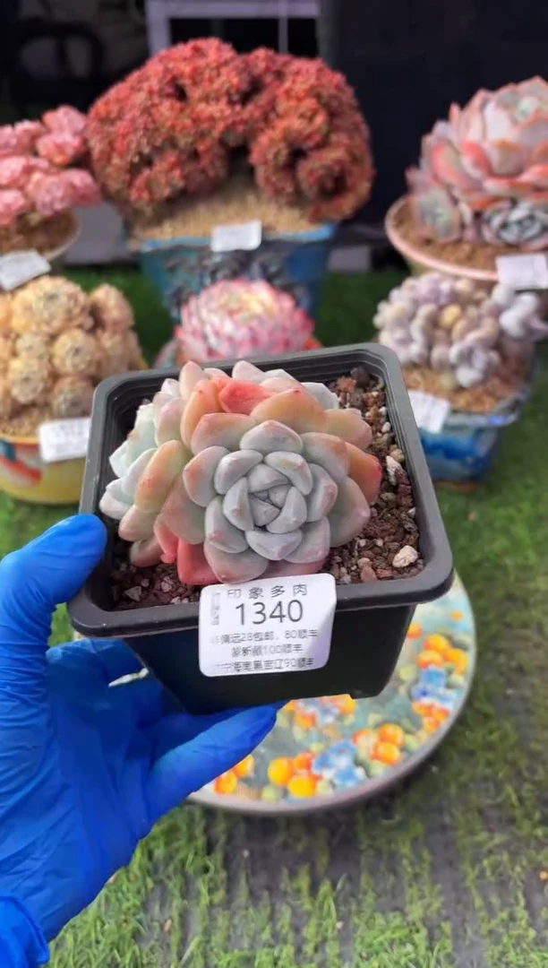 昆明印象多肉1340