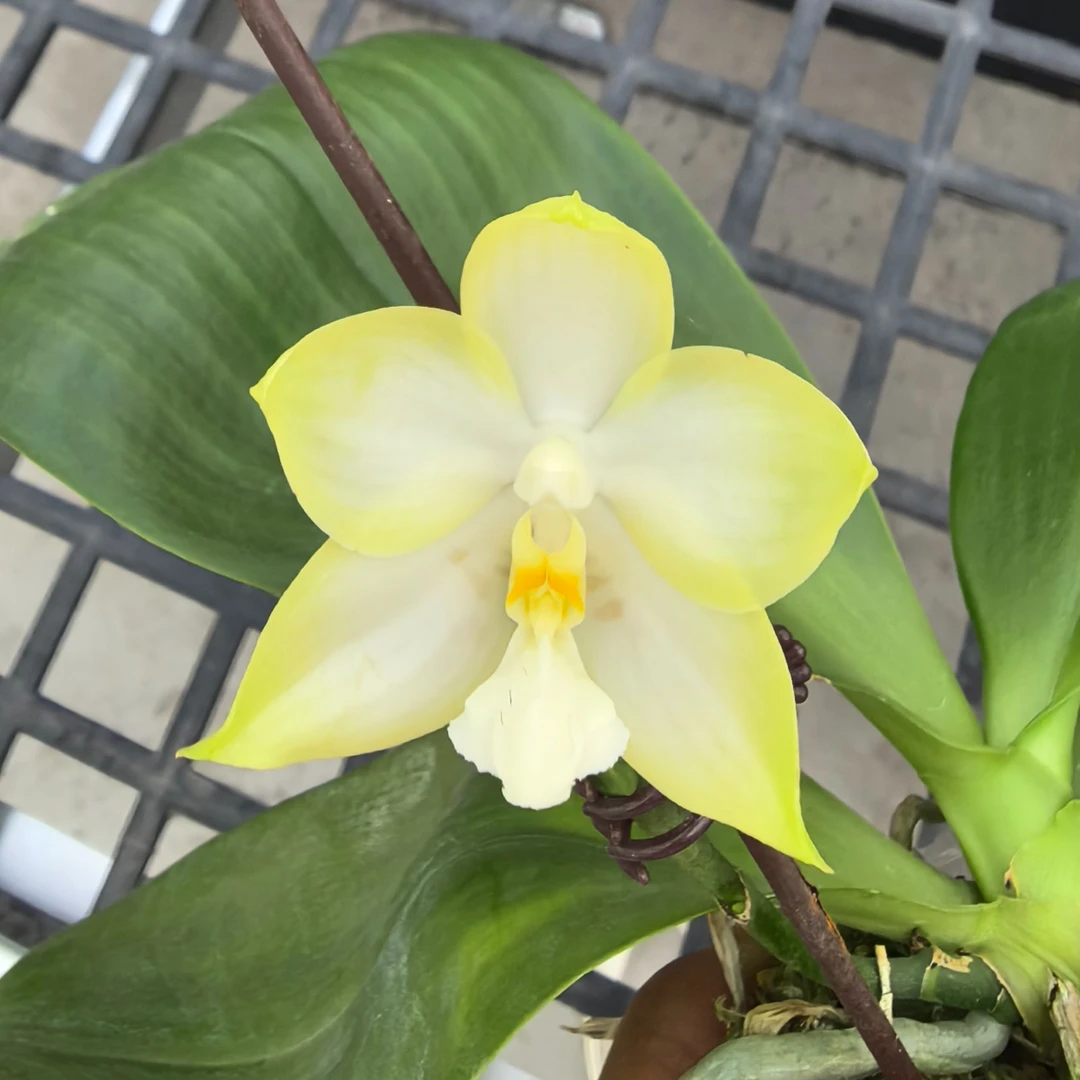 原生种蝴蝶兰【雅风黄故事交彩虹】好养赏花闻香室内盆栽绿植
