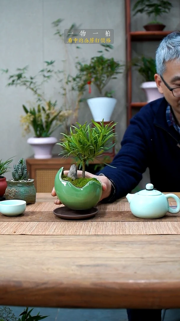 完全开放老*罗汉松059