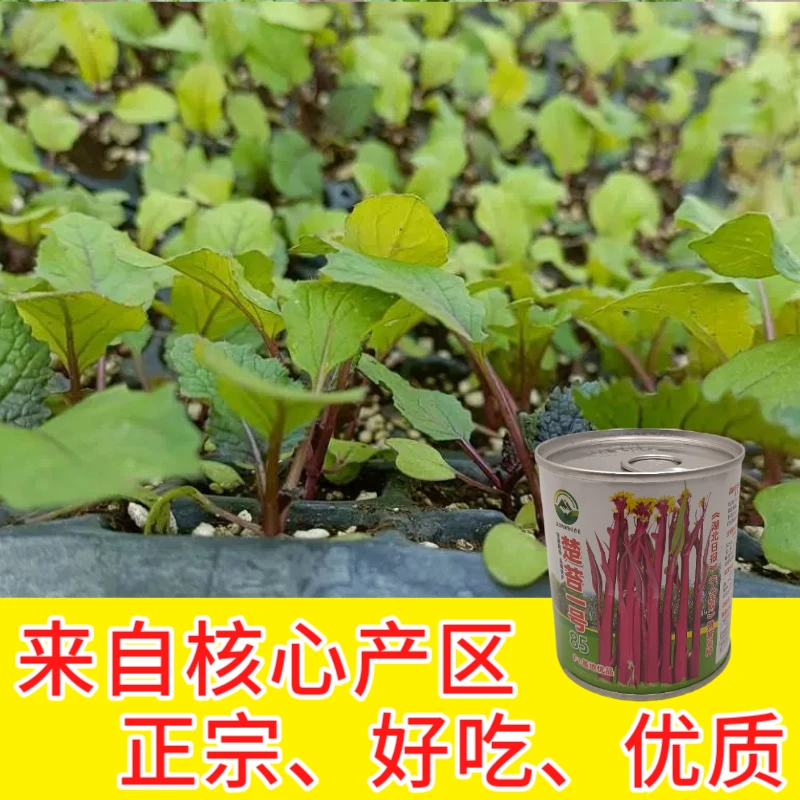 武汉洪山区正宗红菜苔苗子 高品质基地优选晚熟楚苔一号100棵起卖
