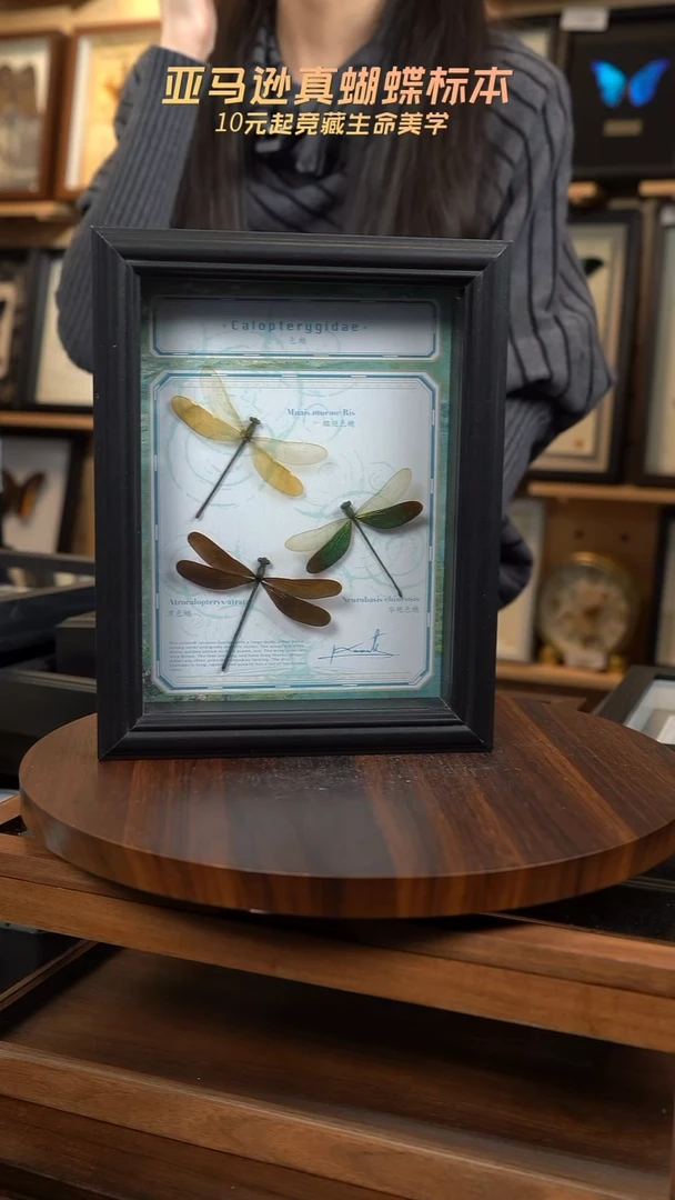 三色蟌标本8寸黑框