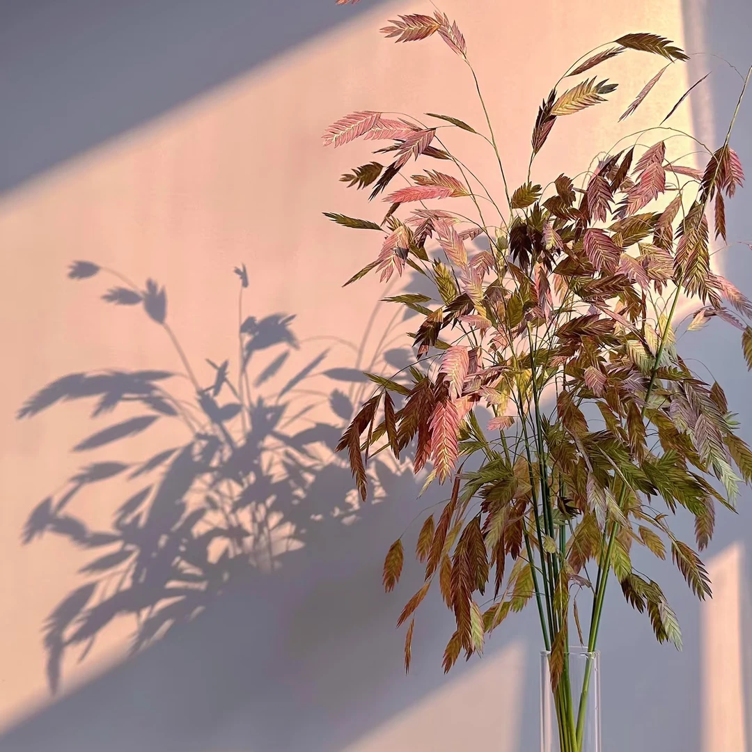 秋色小盼草       批发花店   摆地摊云南基地直发