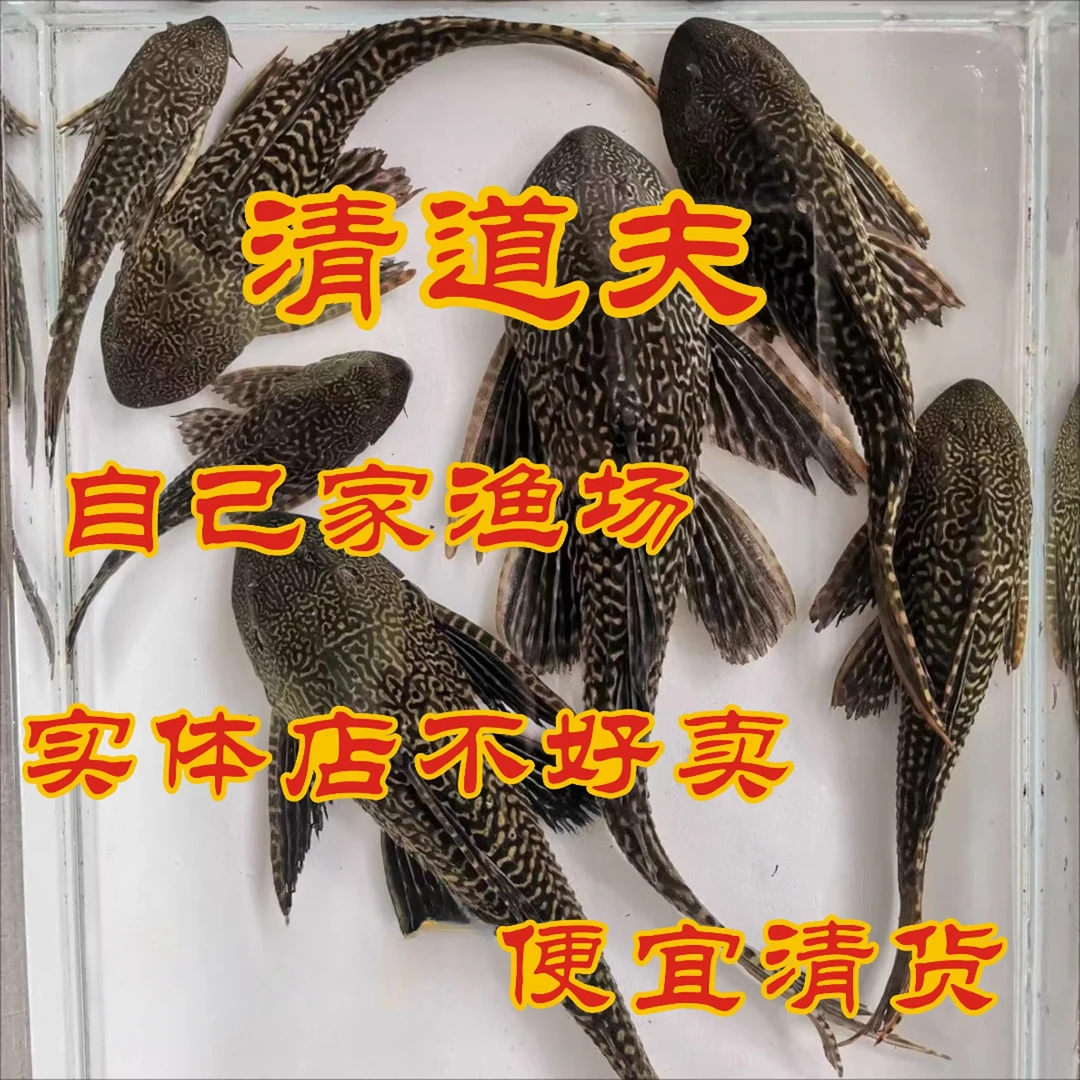 冷水清道夫清道夫鱼吃鱼粪便的鱼豹纹夫金苔鼠观赏鱼清垃圾工具鱼