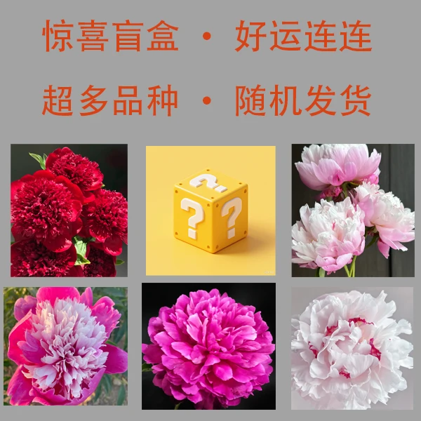 国产芍药盲盒-----随机发货（新手推荐）