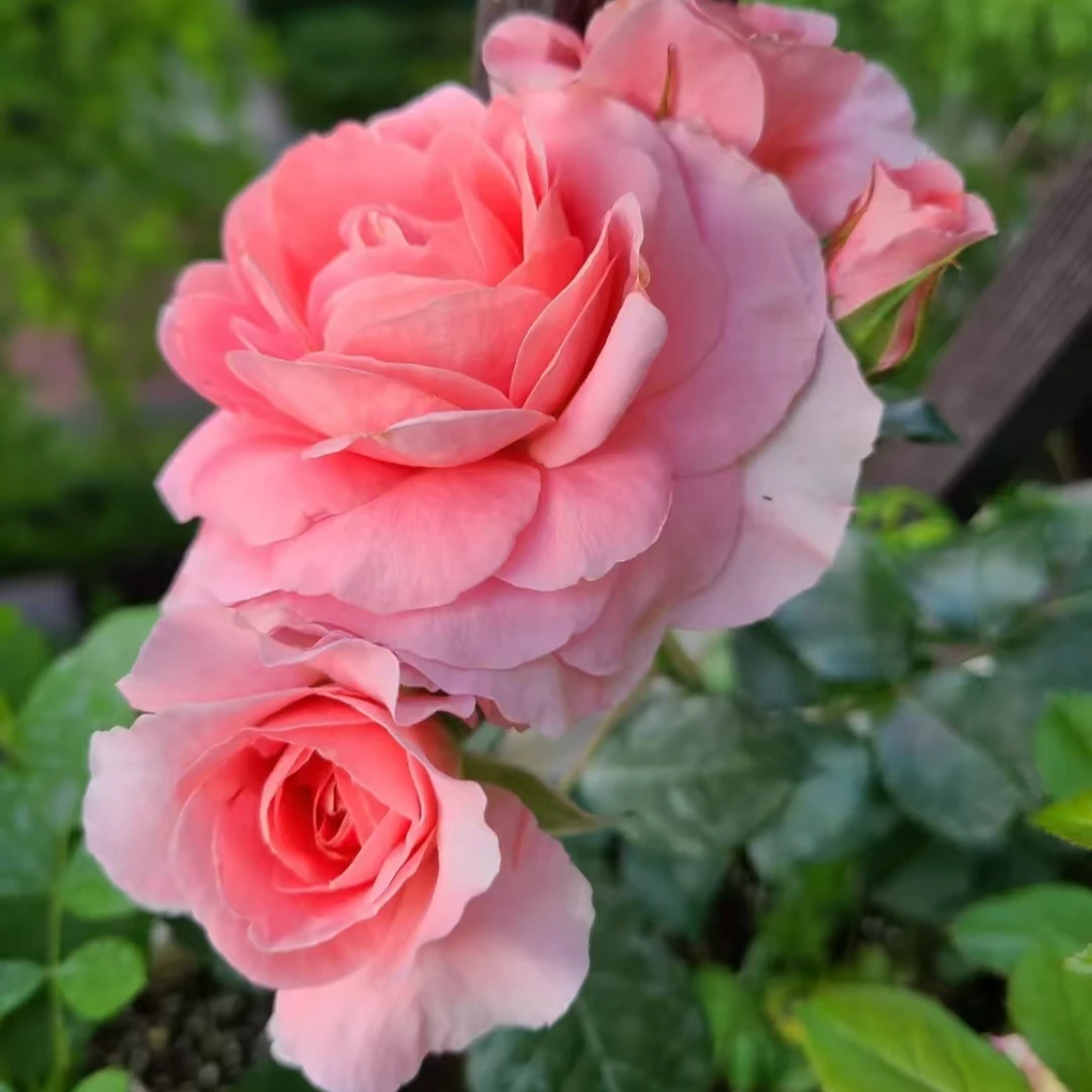 花妖【芳香王中苗】四季灌木