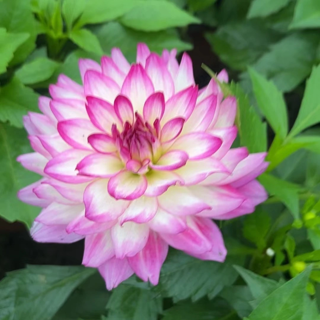 重瓣小丽花苗对版出售