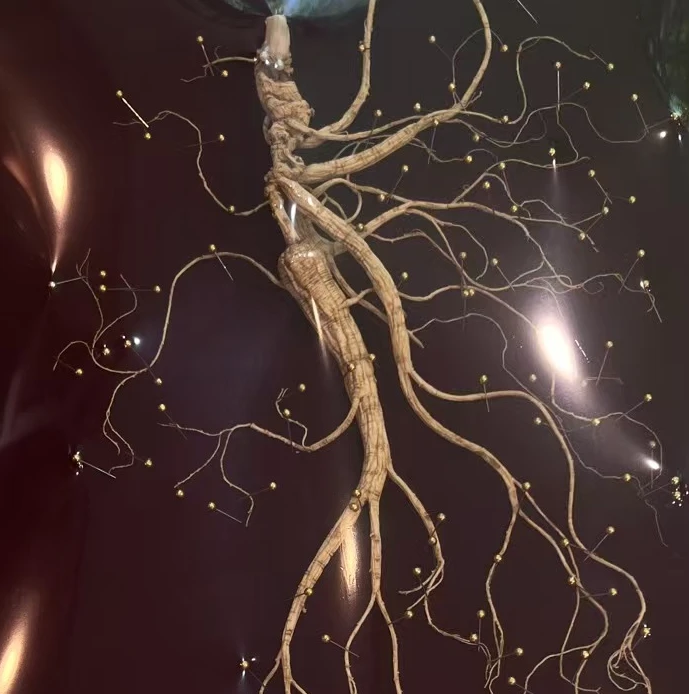 千恒迎华野山参单支60版金丁