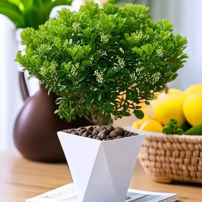 香水米兰盆栽开花飘香好养懒人绿植盆栽适室内外阳台植物飘窗