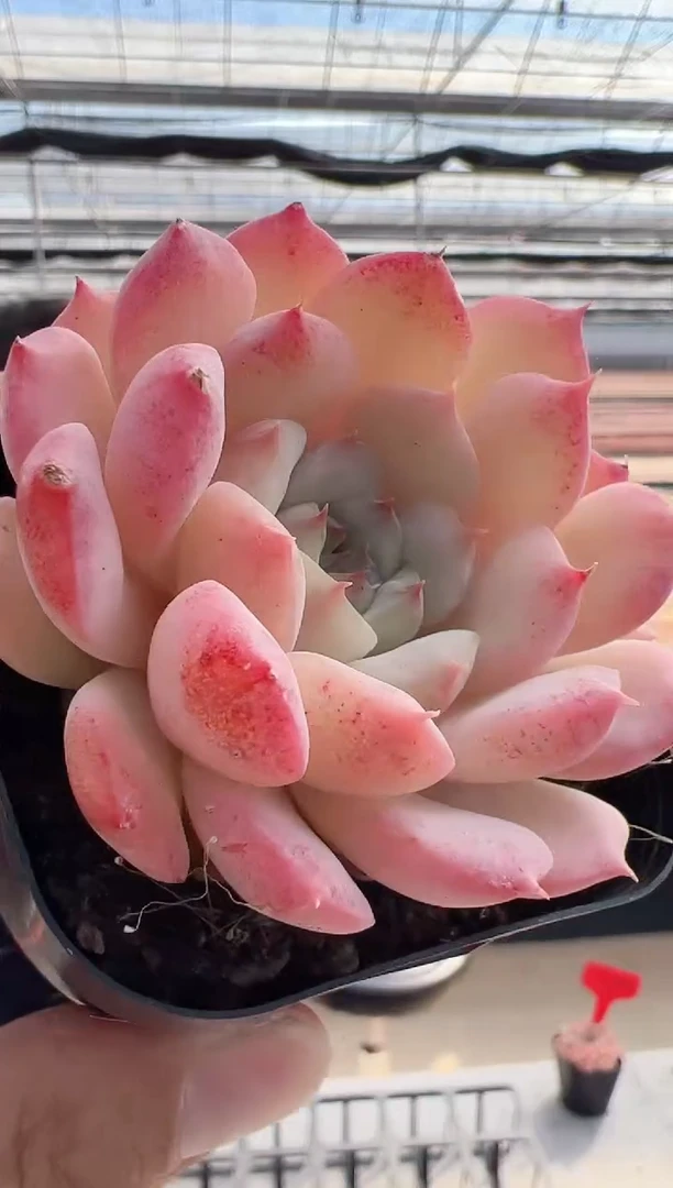 【闪购商品】东云新-37