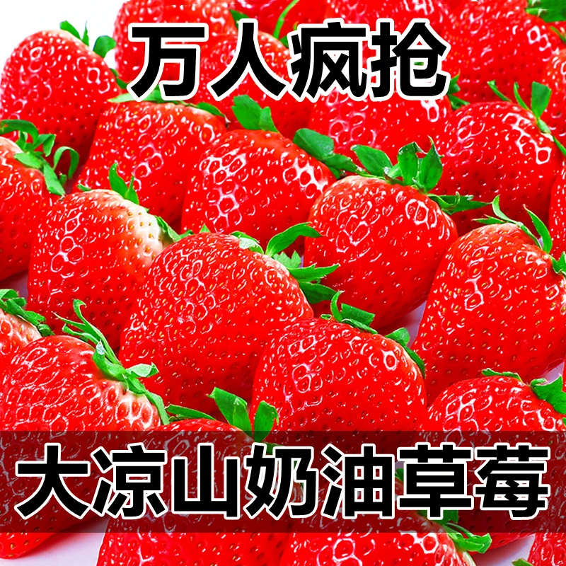 【顺丰冷鲜达】四川大凉山露天奶油【5斤】草莓新果宝妈孩子爱吃