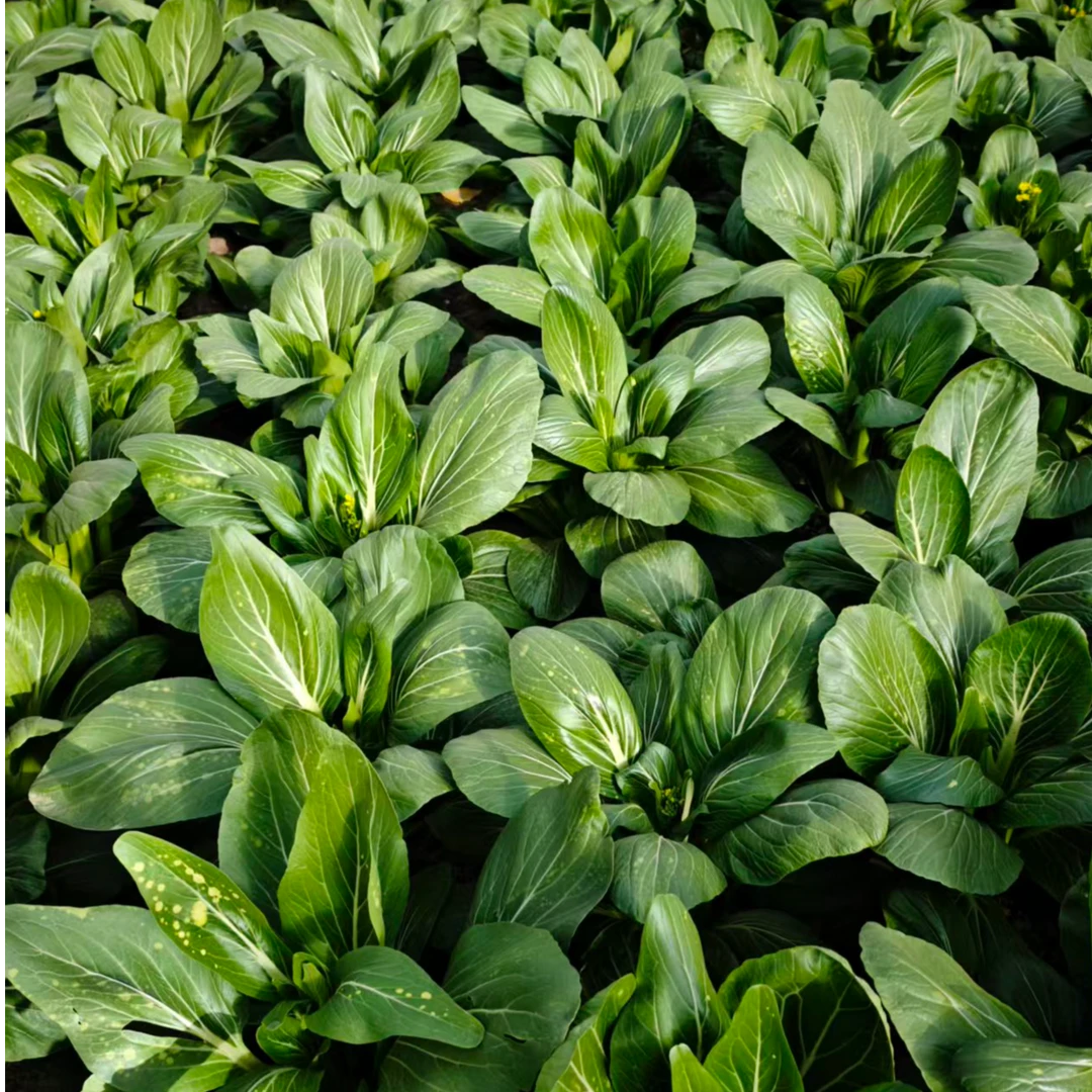 苏北如皋霜冻甜菜苔新鲜现摘现发农家自种