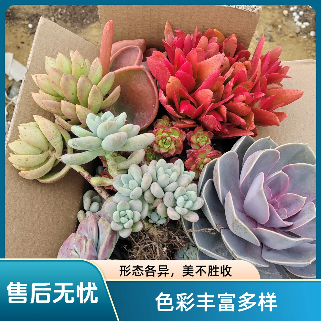 箱拍杂花，贝瑞，火祭，，红稚莲，等随机装箱，不售后