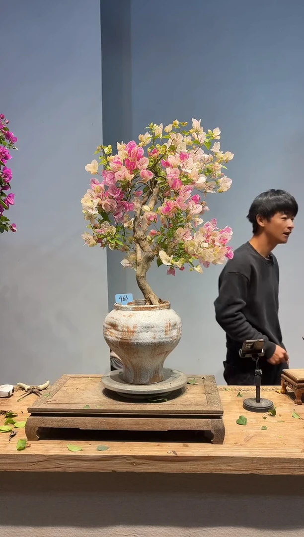 以实际为准?***心三角梅66