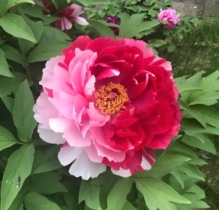 6颗两年生观赏牡丹原株裸根苗，多色系可选