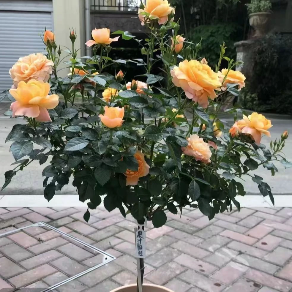 【棒棒糖】独颗高杆多色混色浓香月季玫瑰带养护说明书和肥料