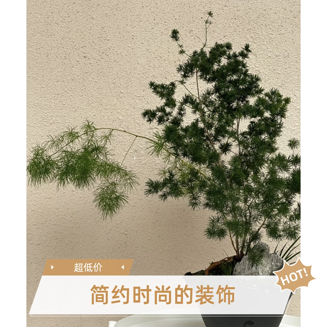 蓬莱松盆栽室内桌面摆放吸甲醛净化空气观叶盆景