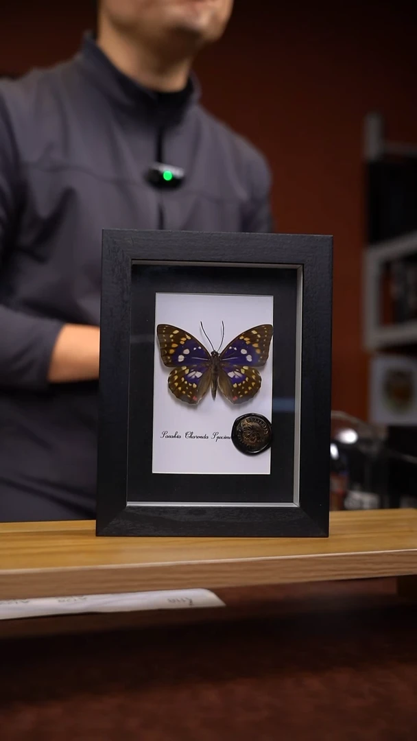 大紫蛱蝶大紫蛱蝶大紫蛱蝶