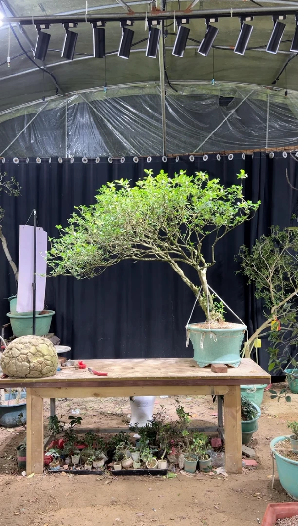 当前无花栽培后可以开花阿*罗海岛栀子花