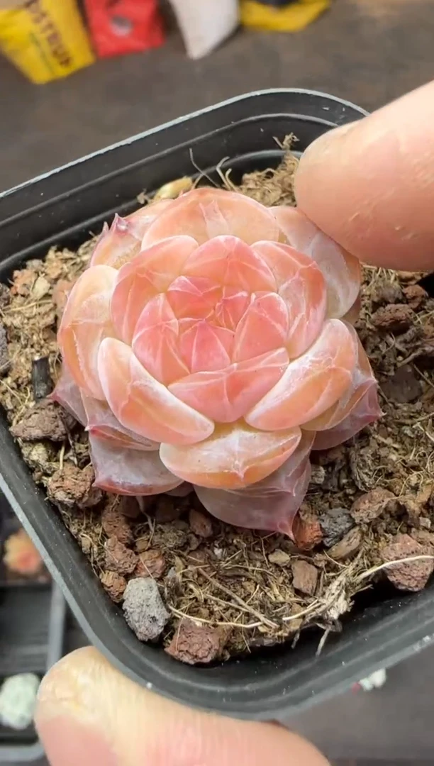 【闪购商品】一物一拍0307—278