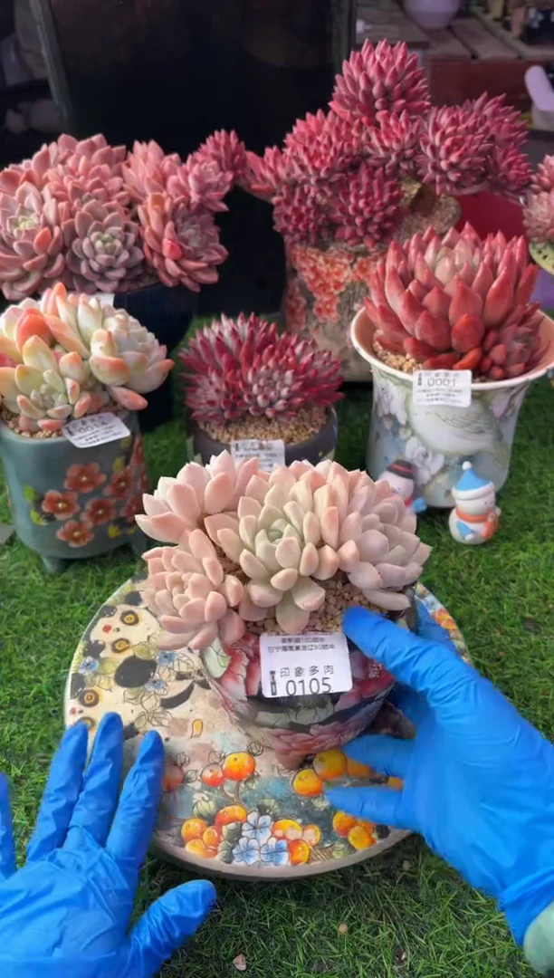 昆明印象多肉0105