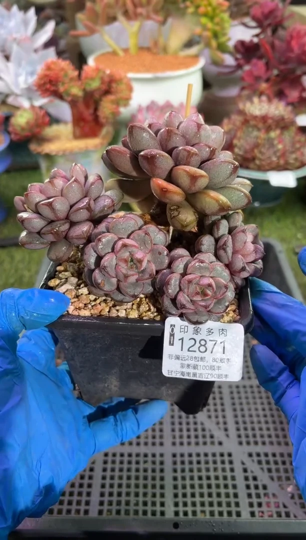 【闪购商品】12871