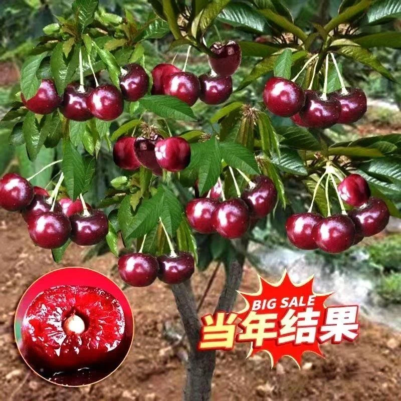 3年苗买一送一+车厘子树苗樱桃树苗南方北方种植盆栽庭院大樱桃苗
