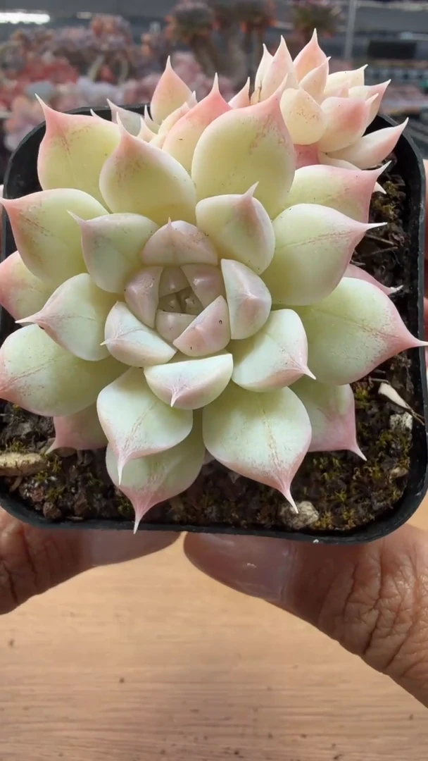 东云多肉园二店-55