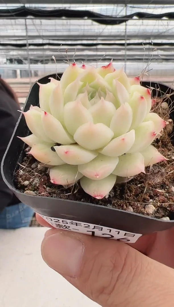 【闪购商品】新款多肉-126