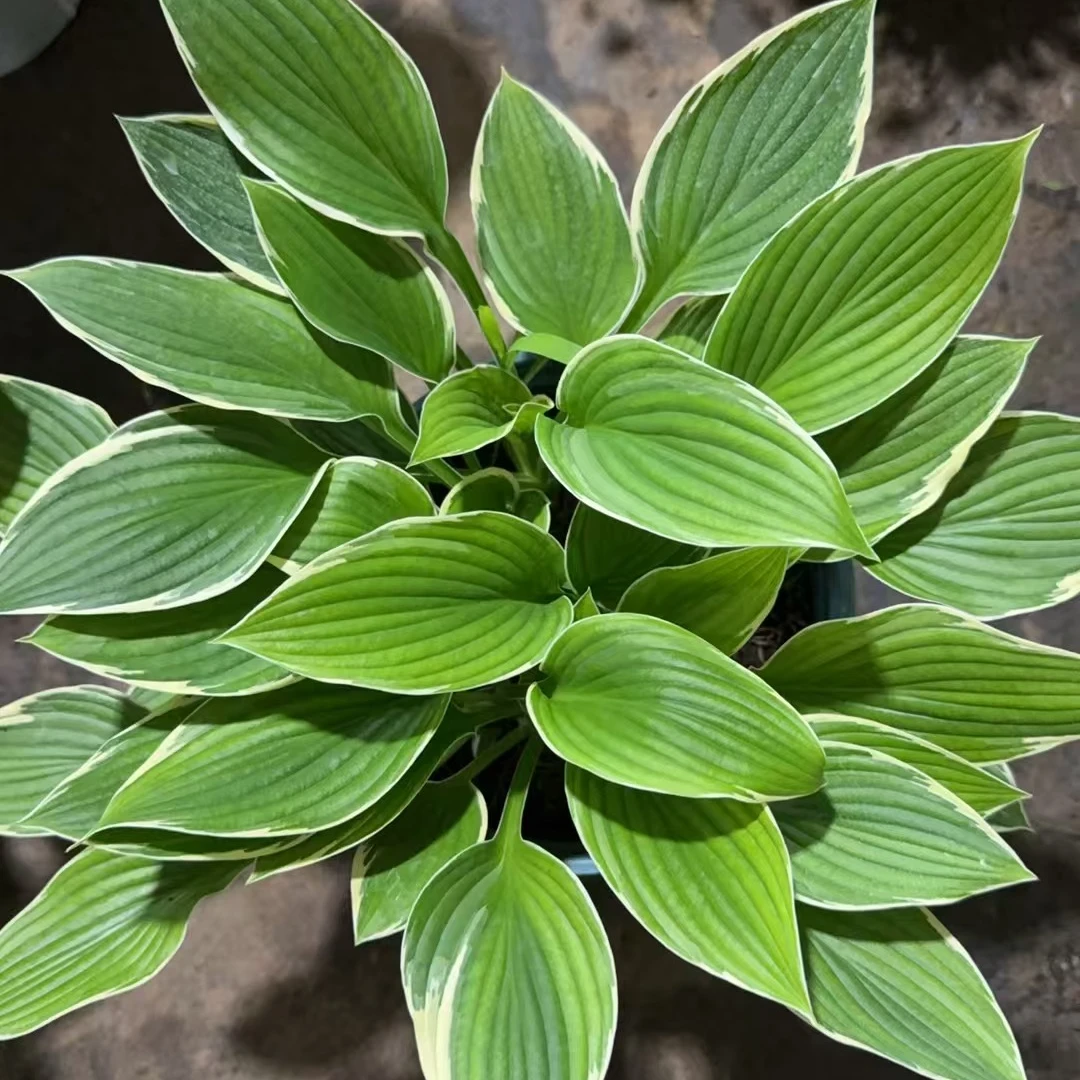 [进口玉簪] （13色可选）多年生宿根花卉观叶绿植耐阴