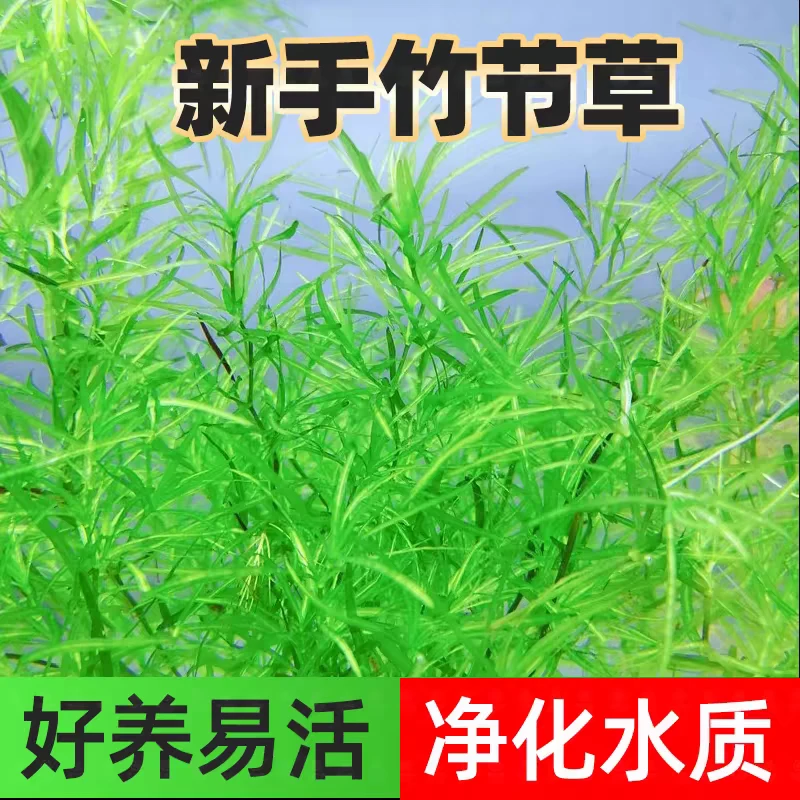竹节草水草活体净化水质植物鱼缸造景鱼缸装饰造景真水草阴性水草
