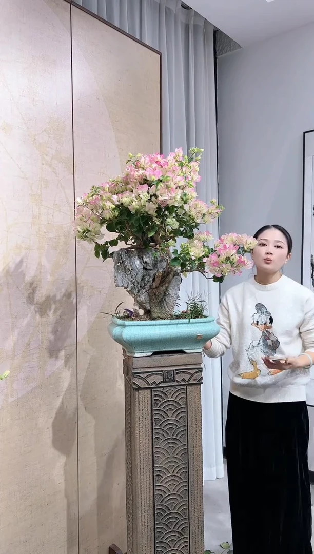 全部花朵?****?三角梅老庄盆景