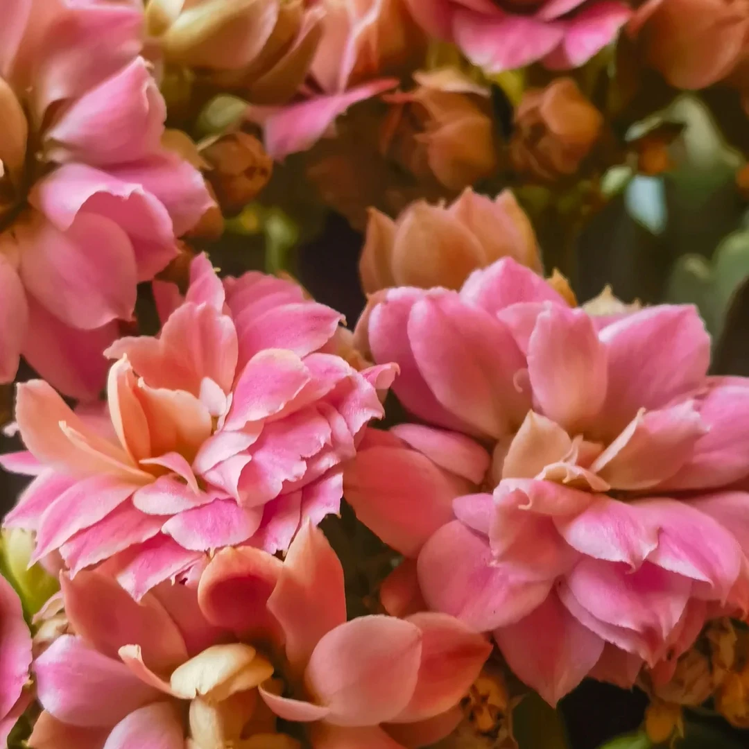 【凌波仙子】长寿花四季开花阳台盆栽大花重瓣花卉植物
